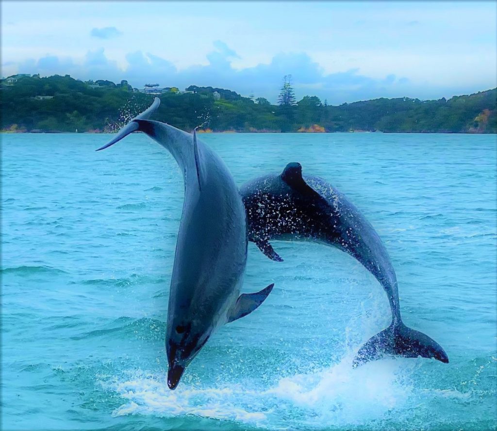 Yacht Charter Services Specialising in Sailing Bay of Islands Private Party. Keep a look out for dolphins and the occasional orca