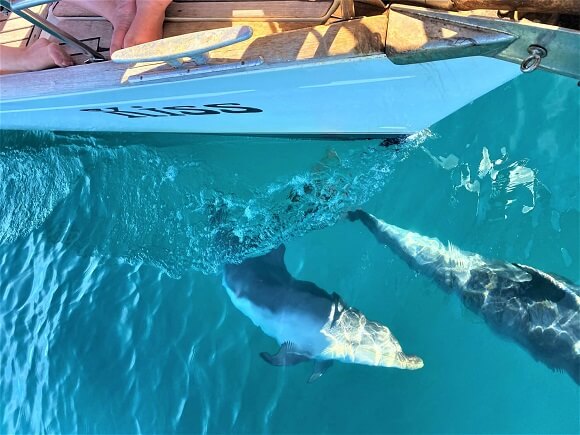 sailing bay of islands & Auckland harbour cruises with dolphins
