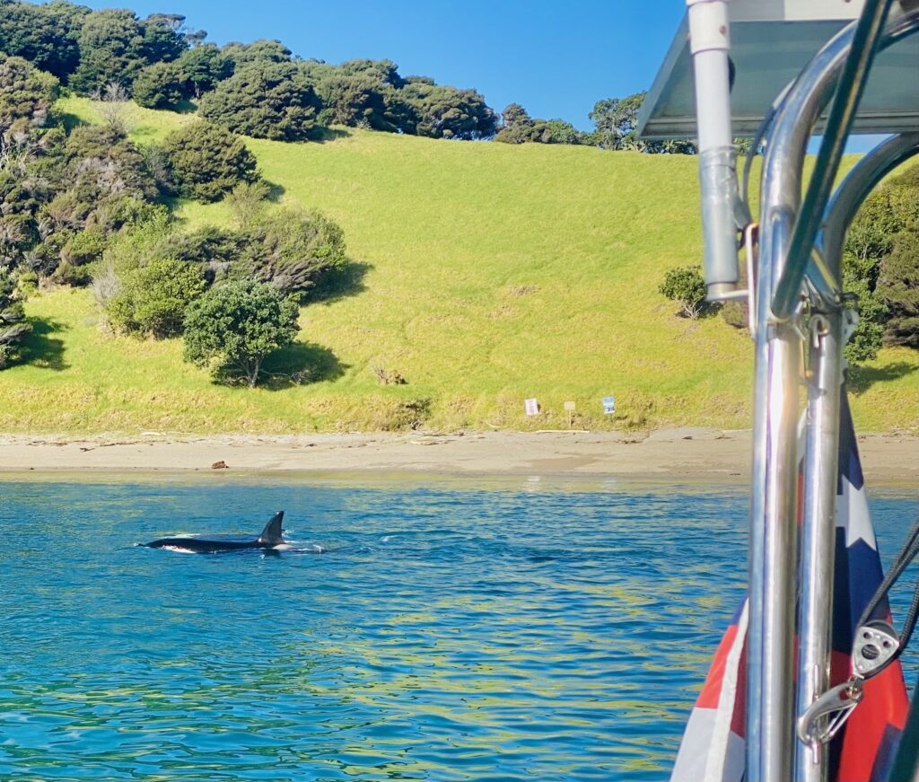 Orca Urupukapuka