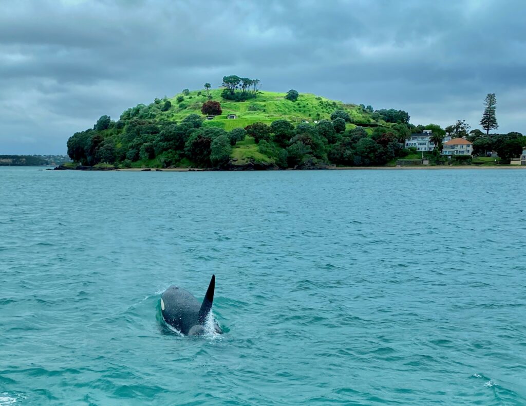 Orca at Devonport