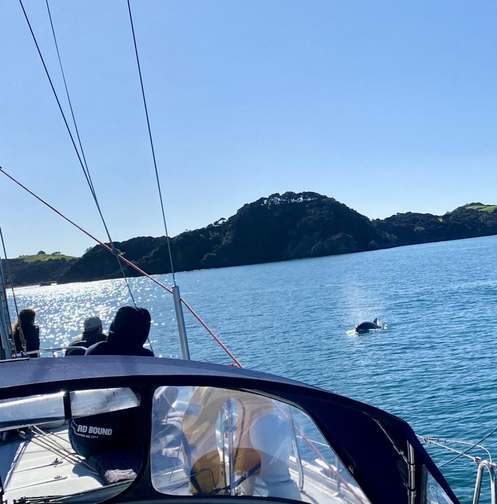 Orca calf BOI july 21