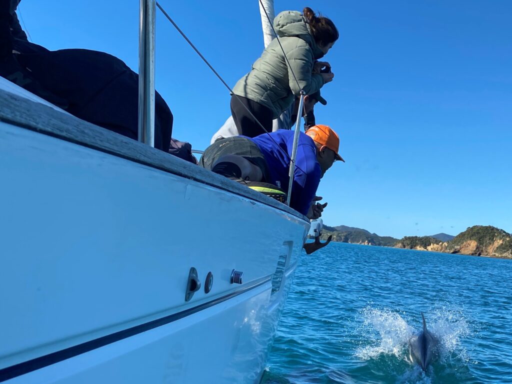 dolphin BOI with pas 2